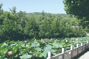 墓区水系与荷花